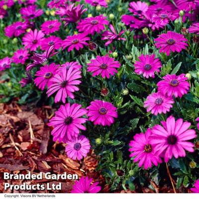 Thompson & Morgan Osteospermum Hardy Tresco Purple 9Cm Potted Plant X 3 from B&Q