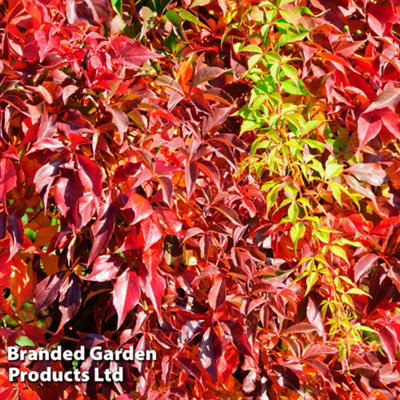 Thompson & Morgan Parthenocissus Quinquefolia Engelmannii 9Cm Potted Plant X 1 from B&Q