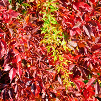 Thompson & Morgan Parthenocissus Quinquefolia Engelmannii 9Cm Potted Plant X 2 from B&Q