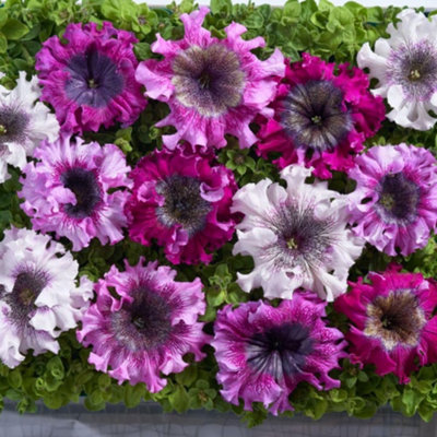 Thompson & Morgan Petunia Hyb. Grandiflora Superbissima Triumph Mix 1 Seed Packet Magenta/White/Pink