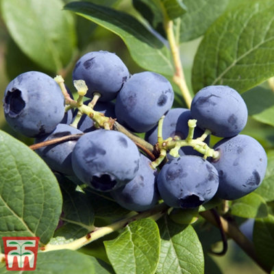 Thompson & Morgan Grow Your Own Fruit Blueberry (Vaccinium) Bluecrop 3 Litre Pot X 1 White/Red