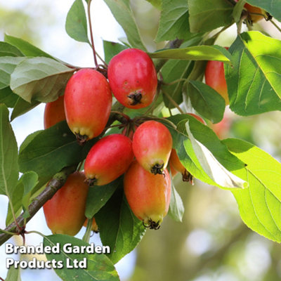 B&Q -  Grow Your Own Fruit  Malus (Crab Apple) John Downie 12 Litre Pot X 1