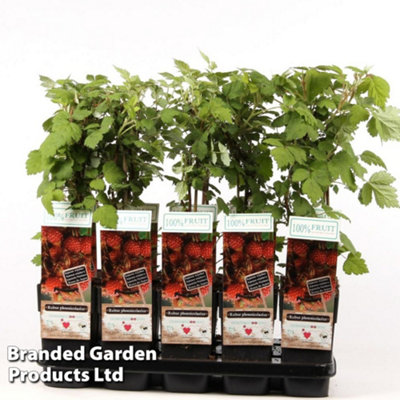 Thompson & Morgan Grow Your Own Fruit Rubus (Raspberry) Phoenicolasius 15Cm Pot X 1 Red/Green