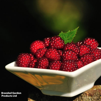 Thompson & Morgan Red/Green Grow Your Own Fruit Rubus (Raspberry) Phoenicolasius Pot X 3 15Cm