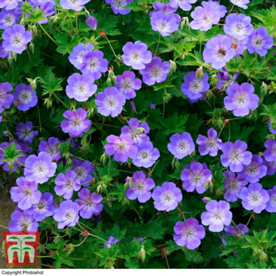Thompson & Morgan Geranium (Hardy) Rozanne 50mm Plug Plant X 2 from B&Q