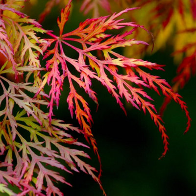Thompson & Morgan Japanese Maple DissectumLacy Green Foliage Stunning Autumn Colors 3L Pot from B&Q