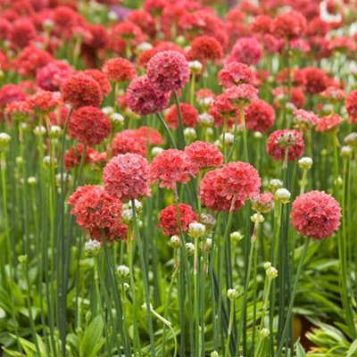 B&Q -  Armeria Ballerina Red 1 Litre Potted Plant X 1