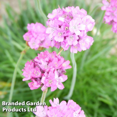 B&Q -  Armeria Maritima 1 Litre Potted Plant X 1