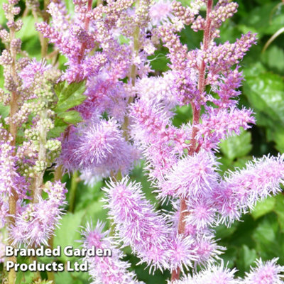 Thompson & Morgan Astilbe Arendsii Weisse Gloria 9Cm Potted Plant X 1 from B&Q