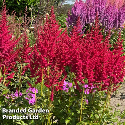 Thompson & Morgan Perennial Astilbe Red1 Litre Potted Plant X 1 from B&Q