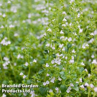 Thompson & Morgan Calamintha Nepeta 1 Litre Potted Plantx 1 from B&Q