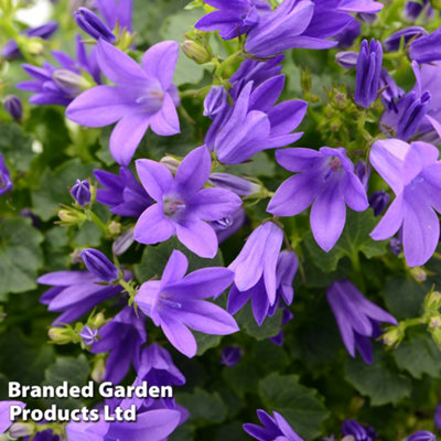 B&Q -  Campanula Poscharskyana Stella 3 Litre Potted Plant X 1