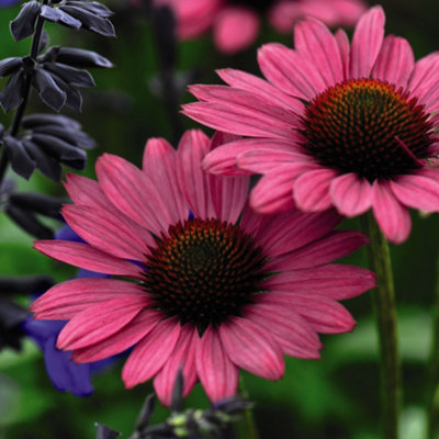 B&Q -  Echinacea Purpurea Magnus 9Cm Potted Plant X 2