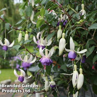 Thompson & Morgan Fuchsia Hardy Deltas Sarah 9Cm Potted Plant X 3 from B&Q