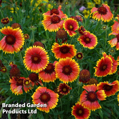 Thompson & Morgan Gaillardia Grandiflora Kobold Goblin 1 Litre Potted Plant X 4 from B&Q
