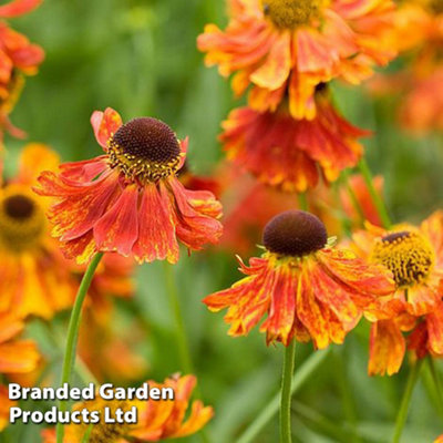 Thompson & Morgan Helenium Moerheim Beauty 1 Litre Potted Plant X 1 from B&Q