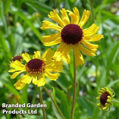 Thompson & Morgan Helenium Tip Top 1 Litre Potted Plant X 1 from B&Q