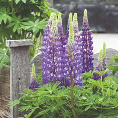 Thompson & Morgan Lupin The GovernorStunning Blue & White Perennial For Cottage Gardens Pollinator-Friendly Summer Flowering Borders3 X 1L Pot from B&Q