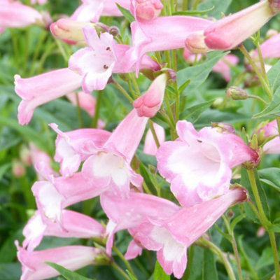 B&Q -  Penstemon Osprey 1 Litre Potted Plant X 1