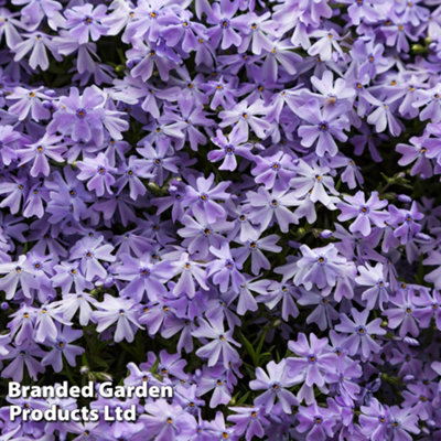 B&Q -  Phlox Subulata Emerald Blue 1 Litre Potted Plant X 1