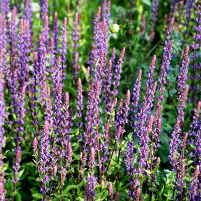 B&Q -  Salvia Nemorosa Caradonna 2 Litre Potted Plant X 2