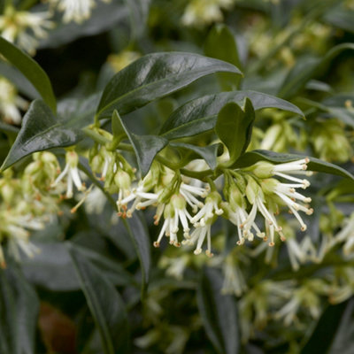 B&Q -  Sarcococca Confusa 3 Litre Potted Plant X 2