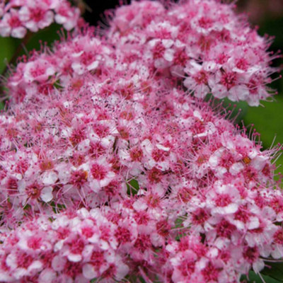 Thompson & Morgan Spiraea Japonica Sparkling Champagne 9Cm Potted Plant X 1 from B&Q