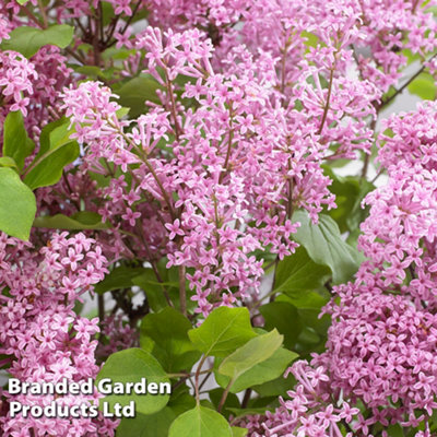 Thompson & Morgan Lilac/Pink Syringa Meyeri Flowerfesta Litre Potted Plant X 2 Size 3