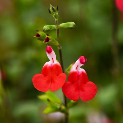 Thompson & Morgan Salvia Greggii Hotlips 1 Litre Potted Plant X 1 from B&Q