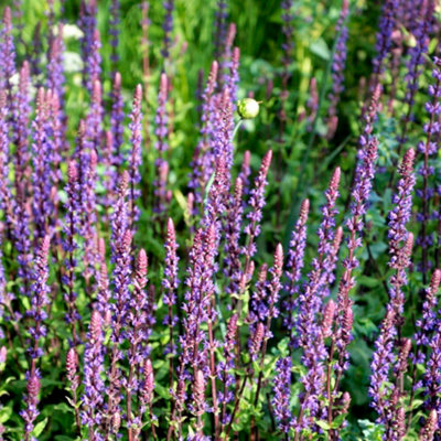 B&Q -  Salvia Nemorosa Caradonna 1 Litre Potted Plant X 1