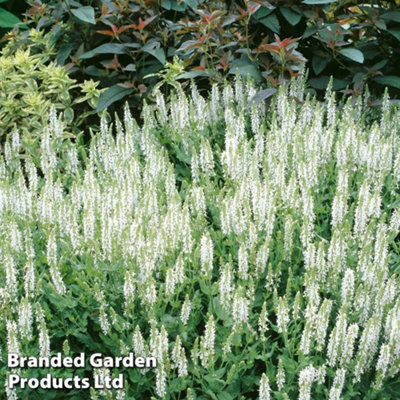 Thompson & Morgan Salvia X Superba Snow Hills 1 Litre Potted Plant X 1 from B&Q