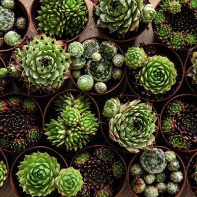 Thompson & Morgan Houseplant Sempervivum Mixed 5.5Cm Pot X 1 from B&Q