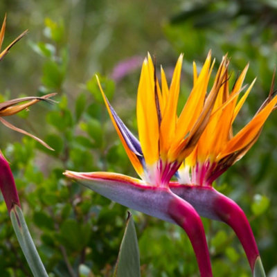 Thompson & Morgan Bird of Paradise Plant - 9cm Pot - Exotic Tropical Blooms - Image 4