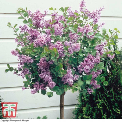 Thompson & Morgan Thompson And Morgan Syringa Meyeri Palibin Plant In Pot 2L 4 Pack - Image 4