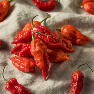 Thompson & Morgan Grow Your Own Vegetable Chilli Pepper Ghost Chilli 9Cm Pot X 1 from B&Q