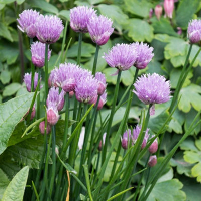 B&Q -  Grow Your Own Vegetable Herb Chives Common 1 Litre Pot X 3