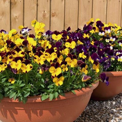 Thompson & Morgan Viola Pot Pourri Mixed 1 Seed Packet from B&Q