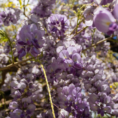 Thompson & Morgan Wisteria Amethyst Falls 9Cm Potted Plant X 3 from B&Q