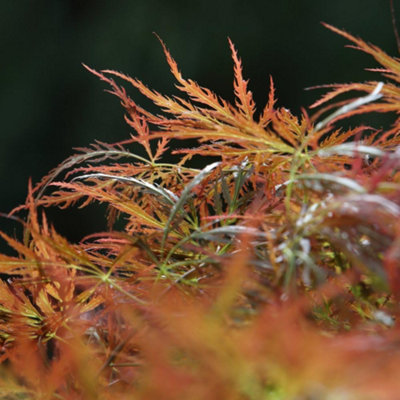 Thompson & Morgan Acer Palmatum Orange Lace 3 Litre Potted Plant X 1 from B&Q