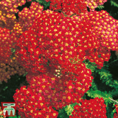Thompson & Morgan Achillea Millefolium Paprika 1 Litre Potted Plant X 1 from B&Q