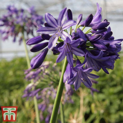 Thompson & Morgan Agapanthus Northern Star 3 Litre Potted Plant X 3 from B&Q