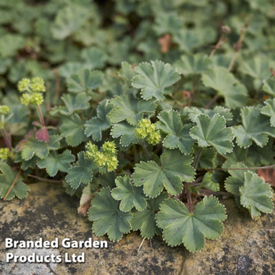 B&Q -  Alchemilla Erythropoda 3 Litre Potted Plant X 1