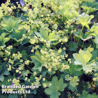 Thompson & Morgan Alchemilla Mollis Robustica 9Cm Potted Plant X 1 from B&Q