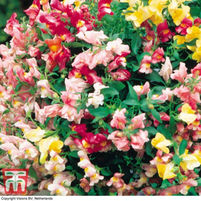 Thompson & Morgan Antirrhinum Trailing Mix 1 Seed Packet from B&Q