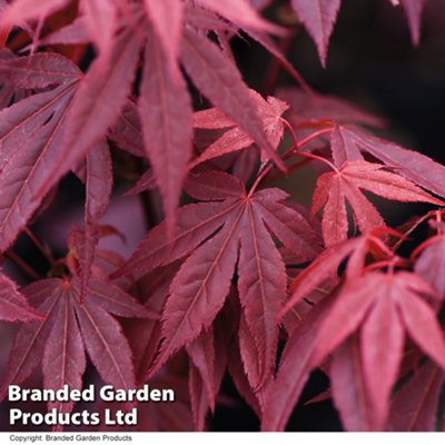 Thompson & Morgan Acer Palmatum Atropurpureum 9Cm Pot X 1 from B&Q