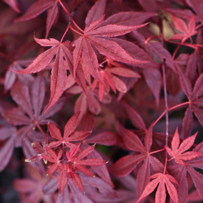 Thompson & Morgan Acer Palmatum Atropurpureum 9Cm Potted Plant X 3 from B&Q