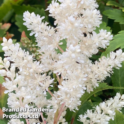 Thompson & Morgan Astilbe Astary White 1 Litre Potted Plant X 1 from B&Q