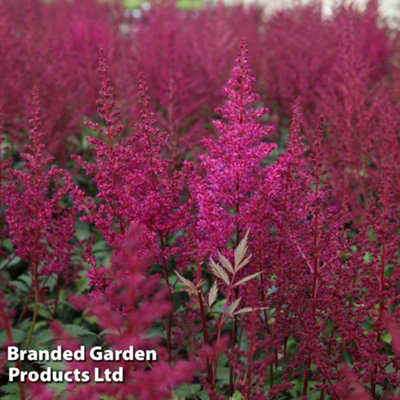 Thompson & Morgan Astilbe Elisabeth Van Veen 3.5 Litre Potted Plant X 1 from B&Q