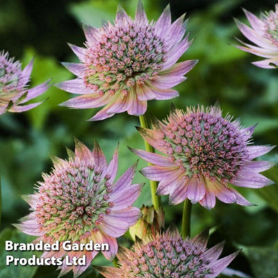 B&Q -  Astrantia Major Florence 1 Litre Potted Plant X 1
