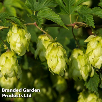 B&Q -  Humulus Lupulus (Hop) 9Cm Potted Plant X 2